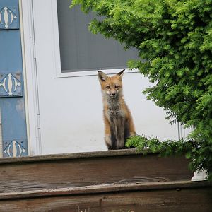 Red fox on a doorstep