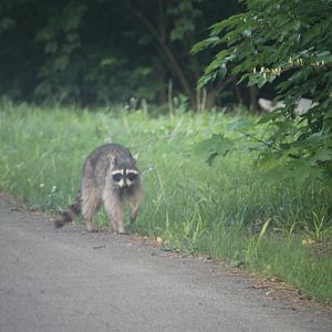 Common Raccoon (Procyon lotor)