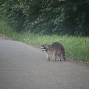 Raccoon in the road