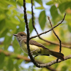 Great Crested Flycatcher (Myiarchus crinitus)