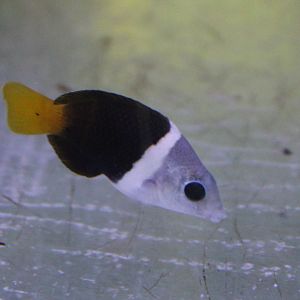 Black-eyed thicklip - Hemigymnus melapterus