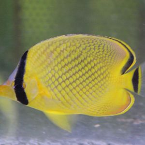 Latticed butterflyfish - Chaetodon rafflesii