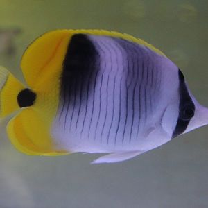 Chaetodon ulietensis