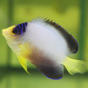 Centropyge multicolor