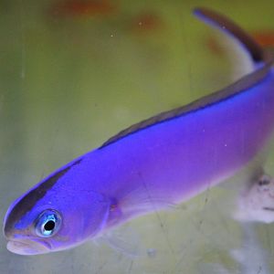 Purple sand tilefish - Hoplolatilus purpureus