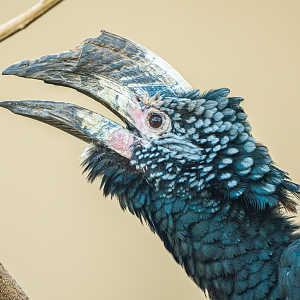 Silvery-cheeked Hornbill