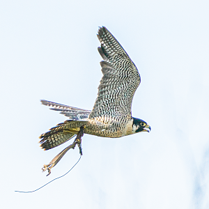 Ricky the male Peregrine Falcon