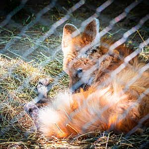 Kev the male Maned Wolf (September 24th 2022)