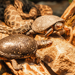 Spotted Turtles and Massasauga Rattlesnakes