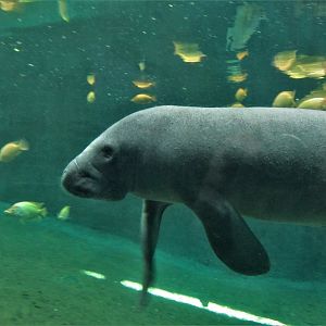 MANATEE GUADALAJARA ZOO