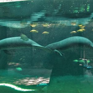 MANATEES GUADALAJARA ZOO