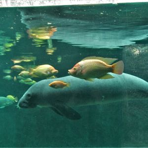 MANATEE AND  TILAPIA