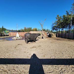 Miller Zoo - Water buffalo