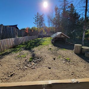 Miller Zoo - Potbelly pigs