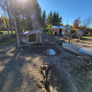 Miller Zoo - Mangalica pig