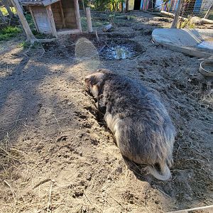 Miller Zoo - Mangalica pig