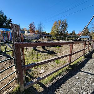 Miller Zoo - Domestic sheep