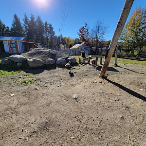 Miller Zoo - Domestic sheep, goats, and rabbits