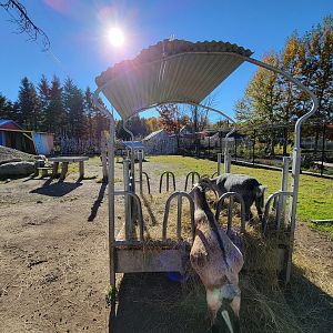 Miller Zoo - Domestic sheep, goats, and rabbits