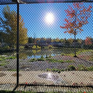 Miller Zoo - Kodiak bears