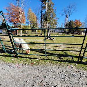 Miller Zoo - Ponies