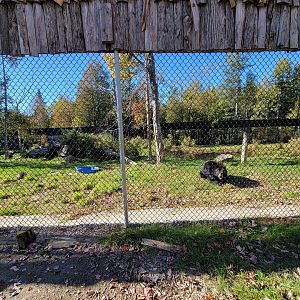 Miller Zoo - American black bears
