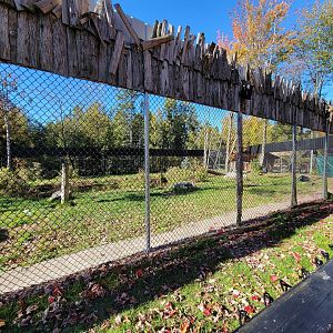 Miller Zoo - American black bears