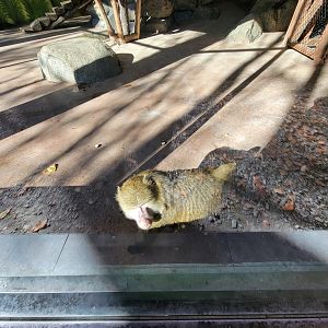 Miller Zoo - Hamadryas x Olive baboon hybrid