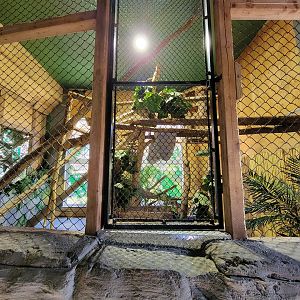 Miller Zoo - Pavillon Exotique, southern tamandua