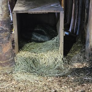 Miller Zoo - Pavillon Exotique, unsigned giant anteater