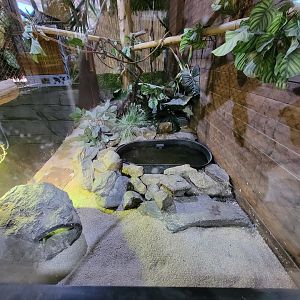 Miller Zoo - Pavillon Exotique, sulcata tortoise