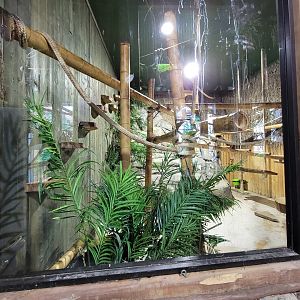 Miller Zoo - Pavillon Exotique, black-handed spider monkey