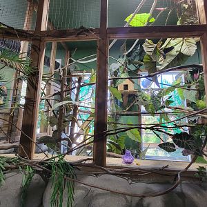 Miller Zoo - Pavillon Exotique, common marmoset