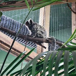Miller Zoo - Pavillon Exotique, common marmoset