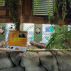 Miller Zoo - Pavillon Exotique, Asian short-clawed otter