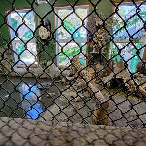 Miller Zoo - Pavillon Exotique, Asian short-clawed otter