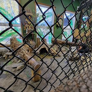 Miller Zoo - Pavillon Exotique, Asian short-clawed otter