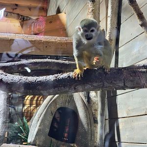 Miller Zoo - Pavillon Exotique, signed for Linne's sloth, held squirrel monkeys