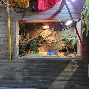 Miller Zoo - Pavillon Exotique, unsigned snake