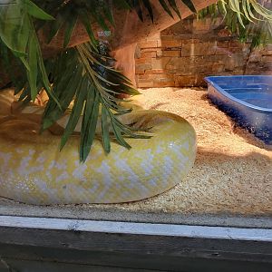 Miller Zoo - Pavillon Exotique, unsigned snake