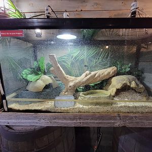 Miller Zoo - Pavillon Exotique, unsigned and unseen herp tank