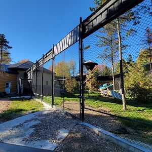 Miller Zoo - Hamadryas, olive, and hybrid baboons