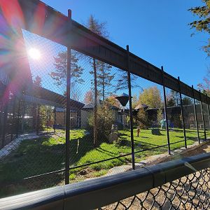 Miller Zoo - Hamadryas, olive, and hybrid baboons