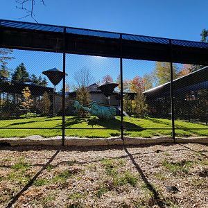 Miller Zoo - Hamadryas, olive, and hybrid baboons