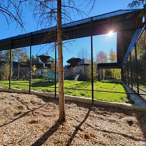 Miller Zoo - Hamadryas, olive, and hybrid baboons