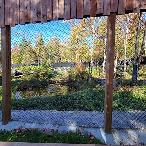 Miller Zoo - Siberian lynx
