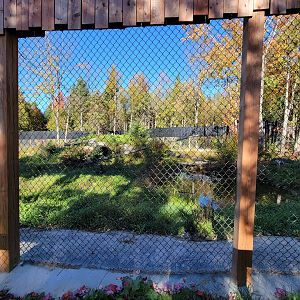 Miller Zoo - Siberian lynx