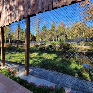 Miller Zoo - Siberian lynx