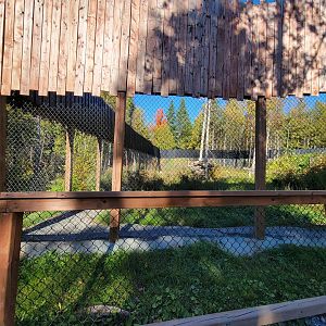 Miller Zoo - Siberian lynx