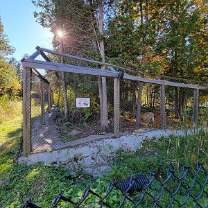 Miller Zoo - Gray wolf